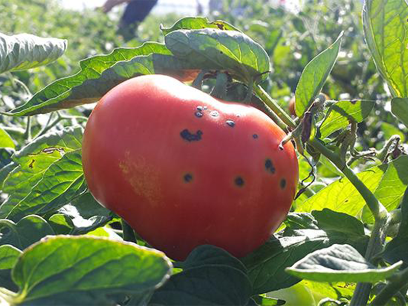 Crna pegavost lisca i krastavost plodova paradajza – Pseudomonas syringae